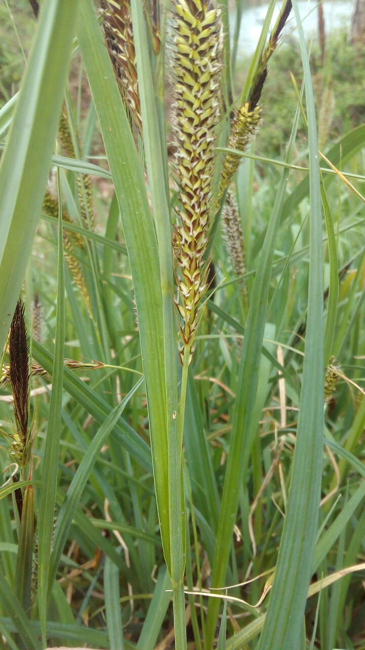 Image of Greater Pond-Sedge