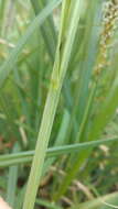 Image of Greater Pond-Sedge