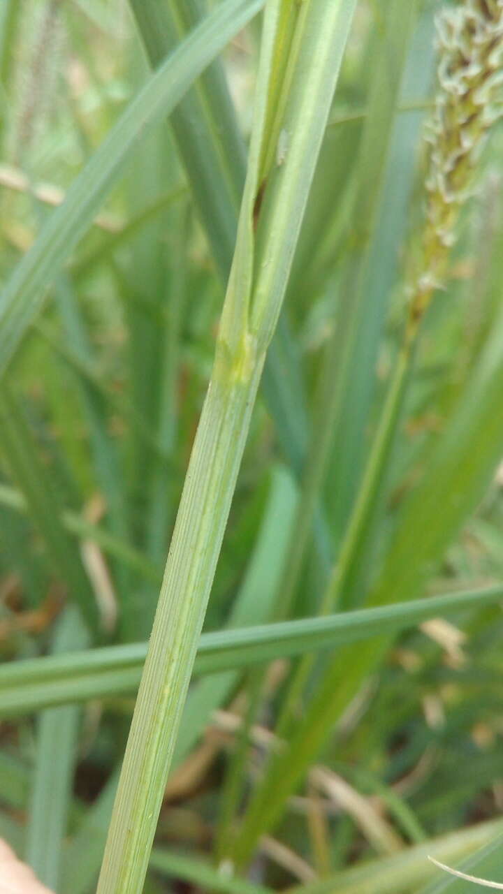 Image of Greater Pond-Sedge