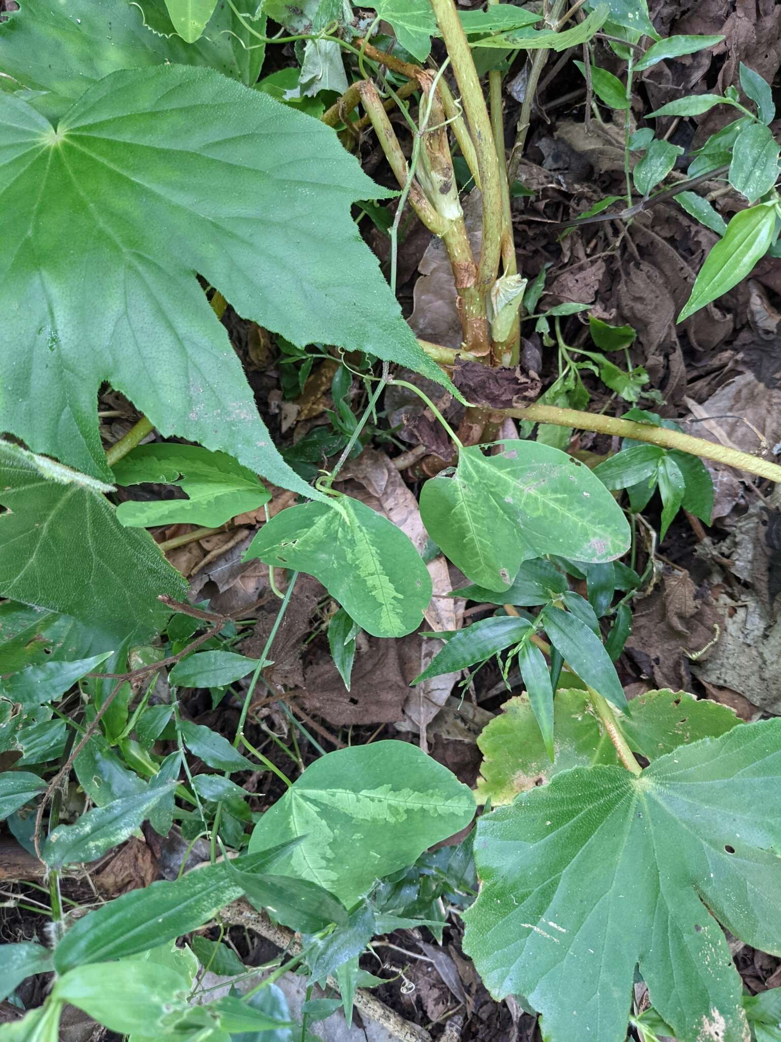 Image of Passiflora apetala Killip