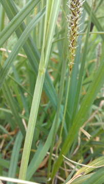 Image of Greater Pond-Sedge