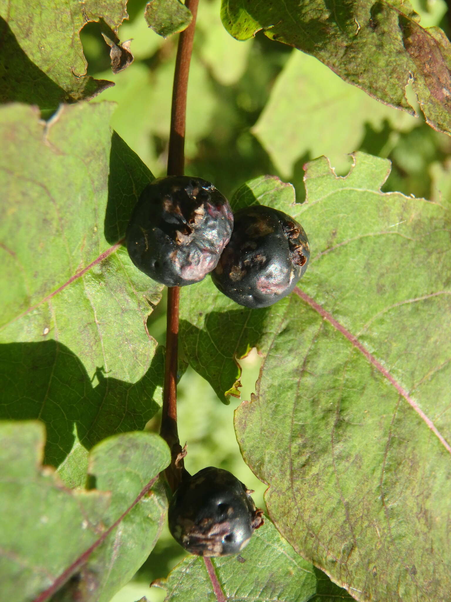 Sivun Lonicera caucasica subsp. orientalis (Lam.) Chamberlain & Long kuva