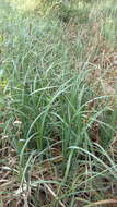 Image of Greater Pond-Sedge