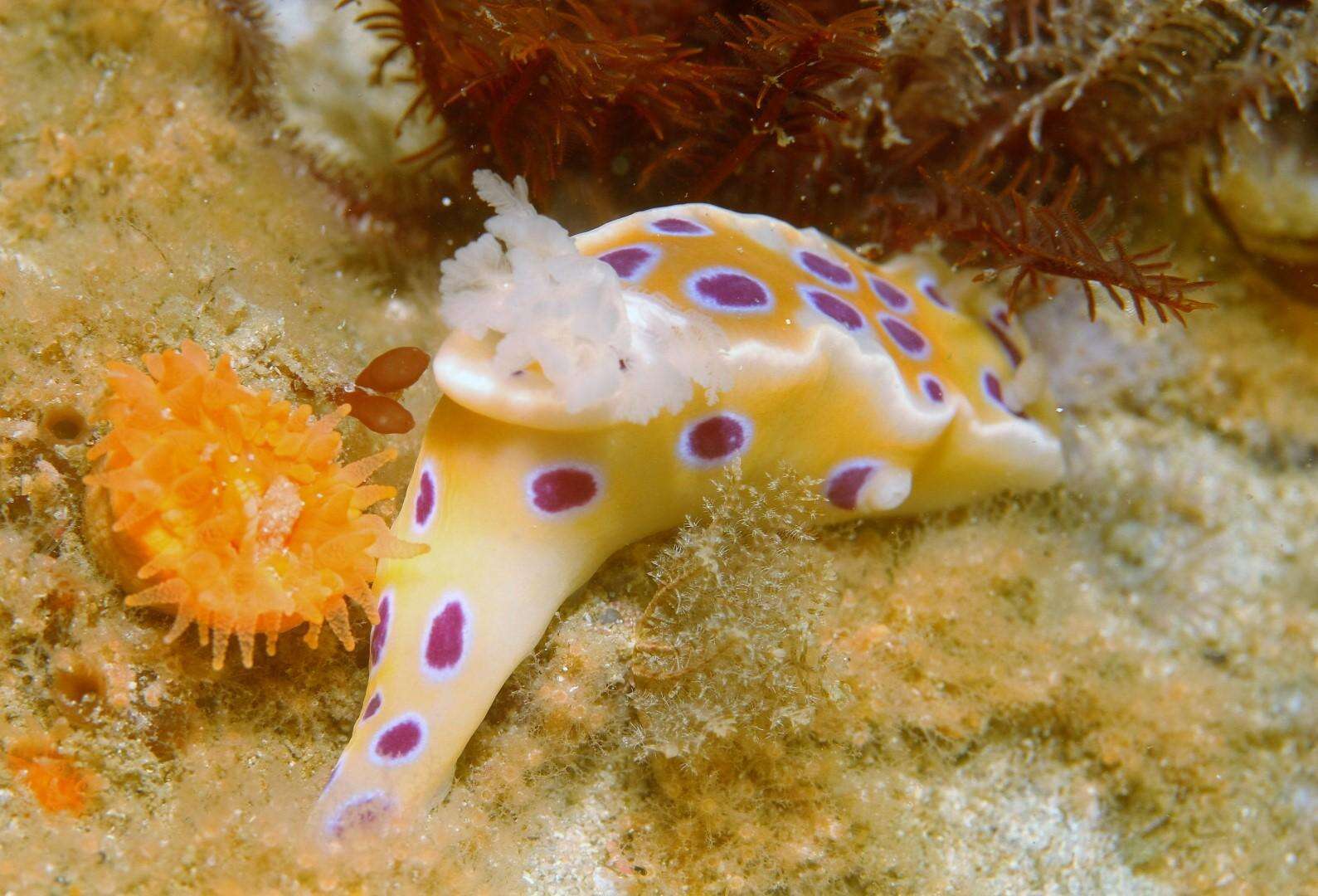 Image of Ceratosoma ingozi Gosliner 1996