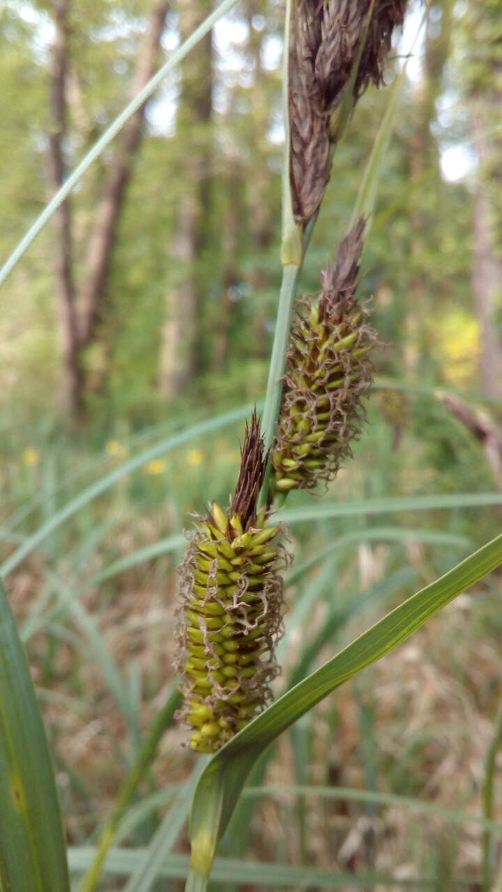 Image of Greater Pond-Sedge