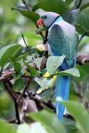 Image of Blue-winged Parakeet