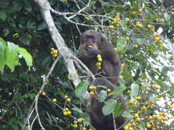 Macaca arctoides (I. Geoffroy Saint-Hilaire 1831) resmi