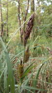 Image of Greater Pond-Sedge