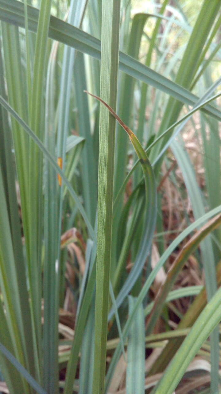 Image of Greater Pond-Sedge