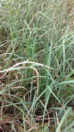 Image of Greater Pond-Sedge