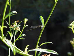 Image of Argentagrion ambiguum (Ris 1904)