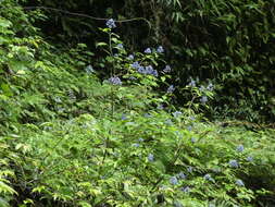 Image of Hydrangea febrifuga (Lour.) Y. De Smet & Granados