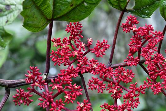 Image of Cissus biformifolia Standl.