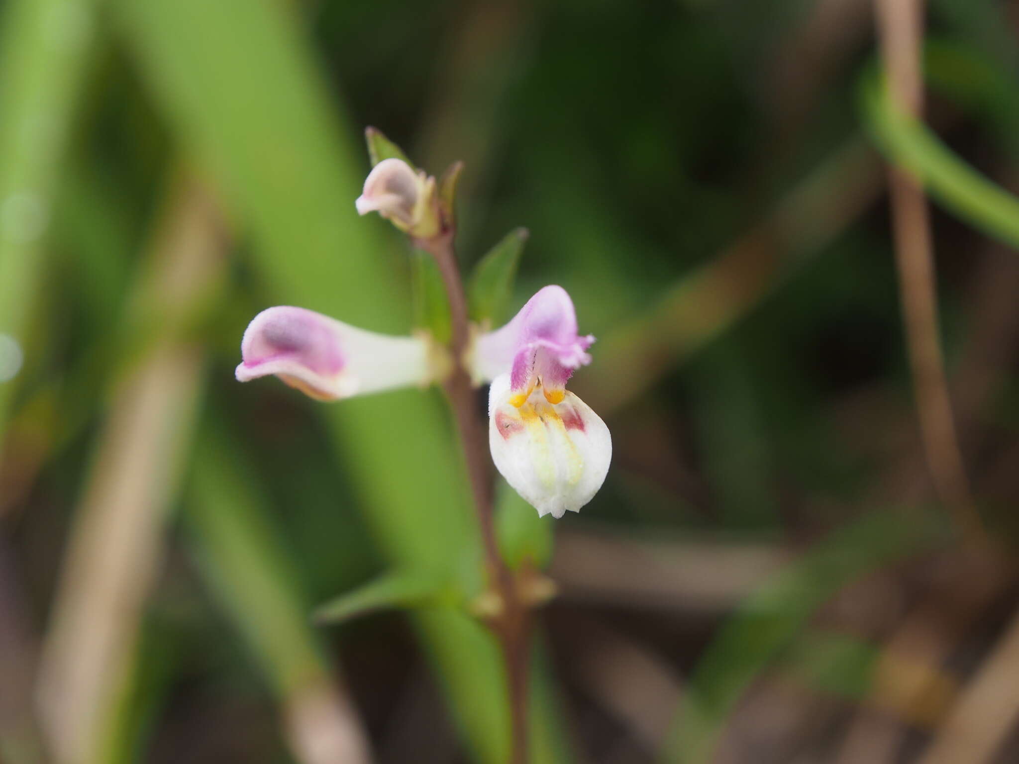 Image of Melampyrum laxum Miq.