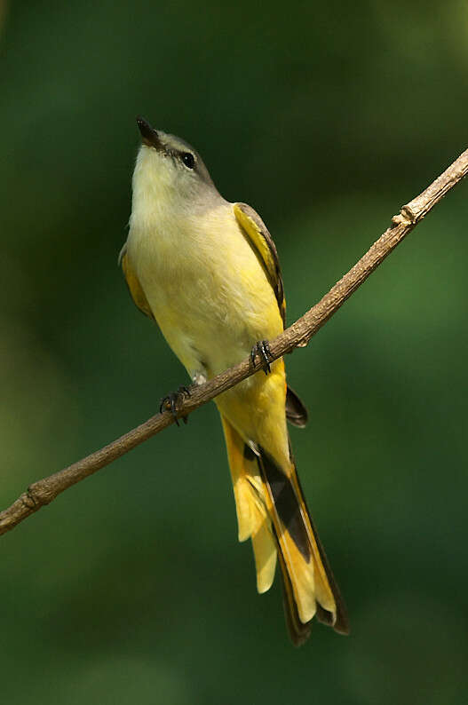 Plancia ëd Pericrocotus cinnamomeus (Linnaeus 1766)