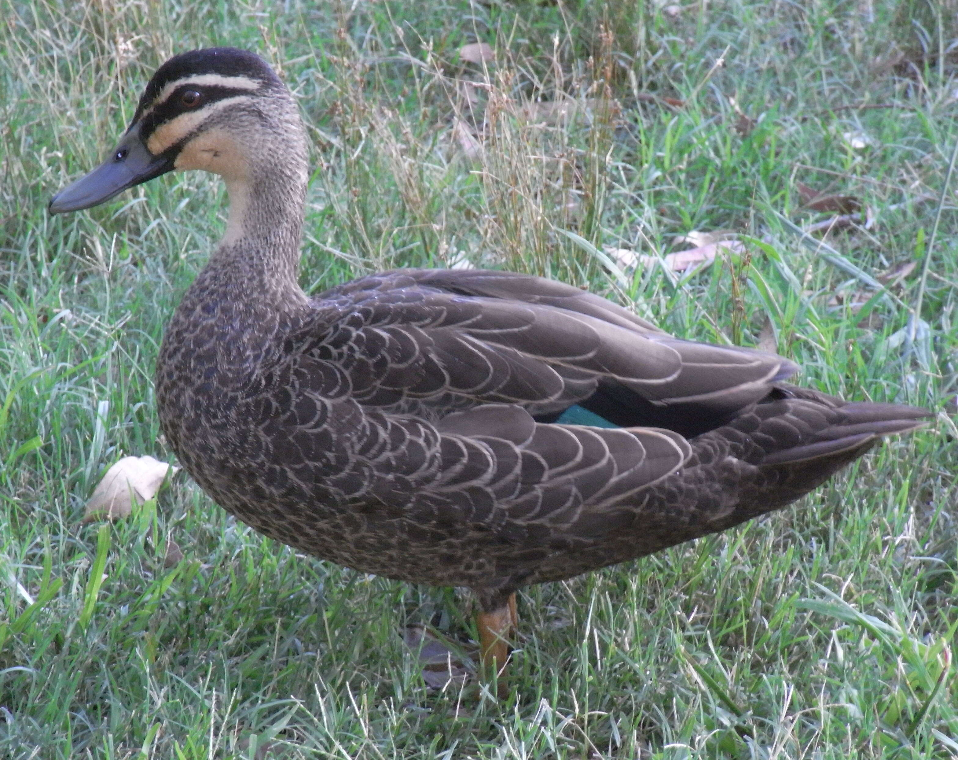 Image of Grey Duck