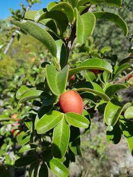 Image of Ximenia caffra Sond.