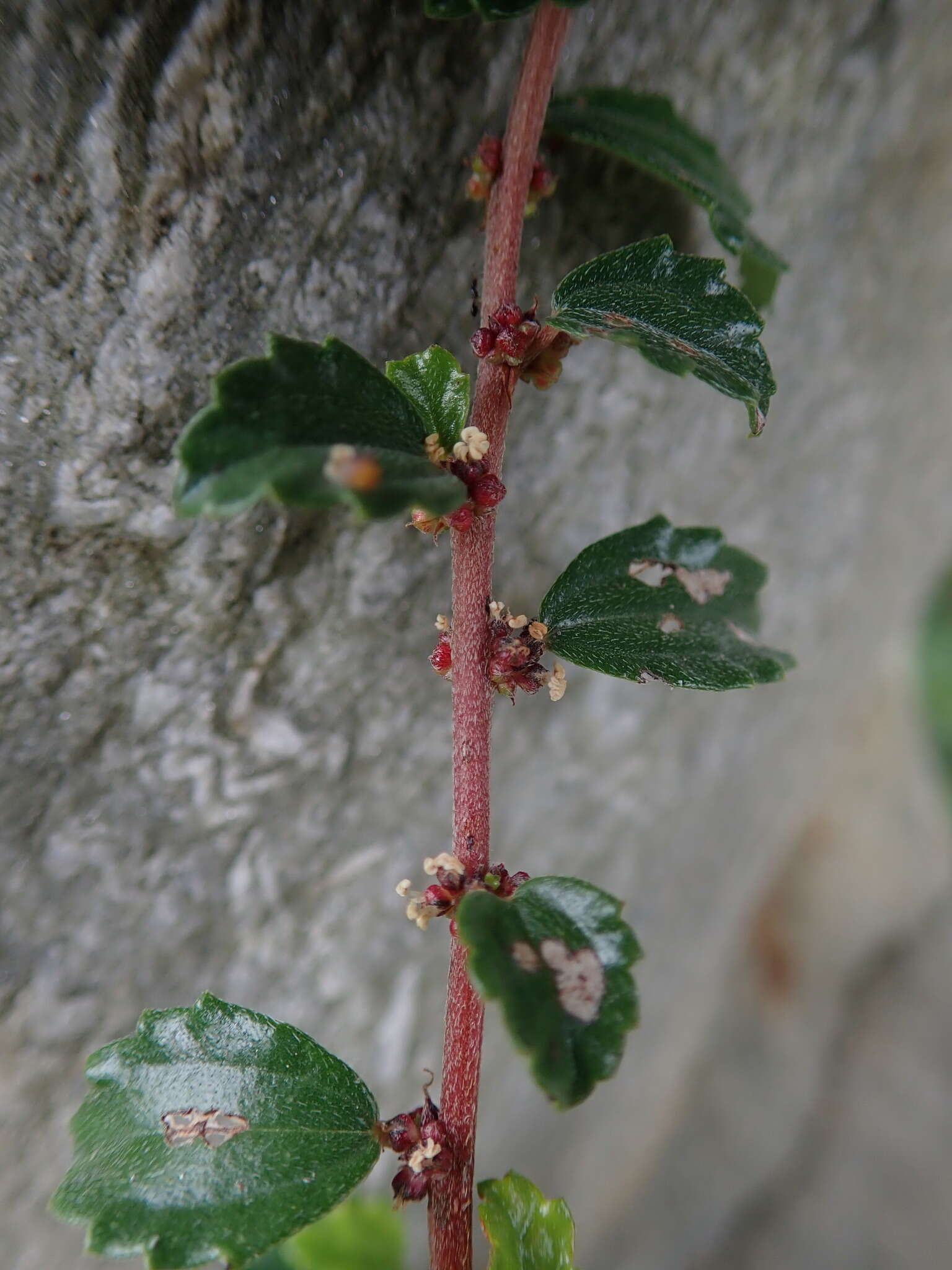 Image of Pouzolzia sanguinea var. elegans (Wedd.) Friis, Wilmot-Dear & C. J. Chen