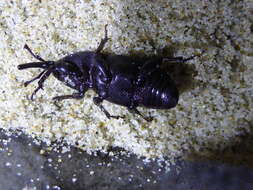 Image of Sisal Weevil