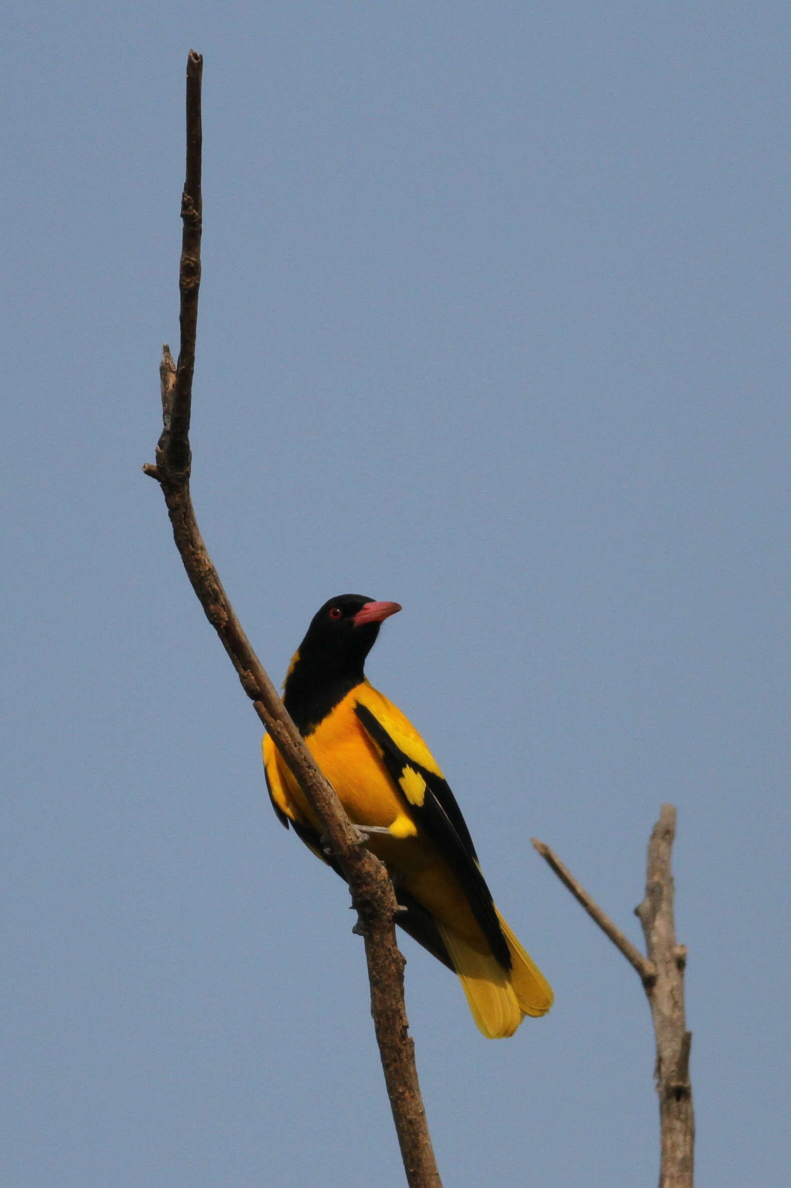 Image of Black-hooded Oriole