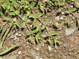 Image de Euphorbia vermiculata Raf.