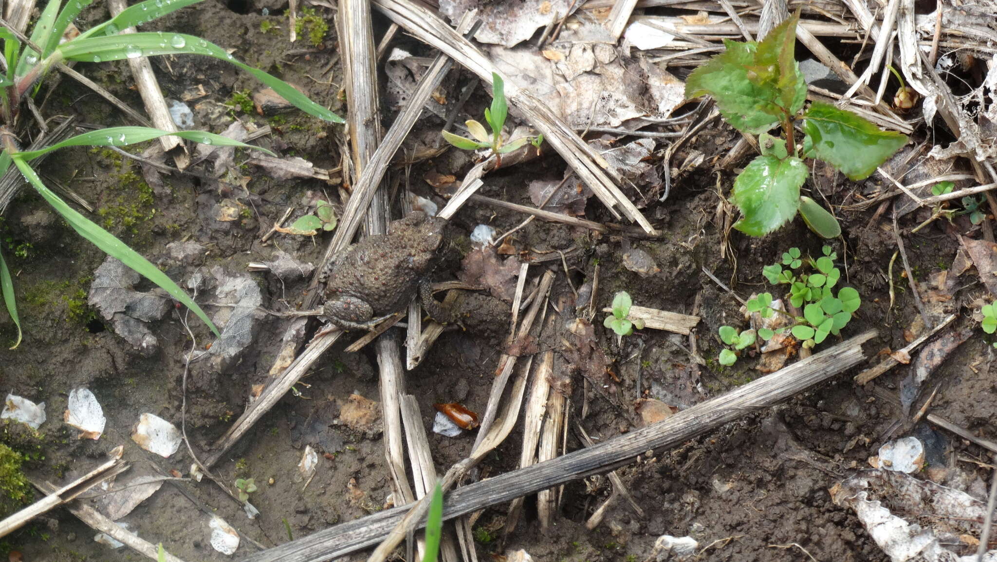 Image of Red-spotted Frog