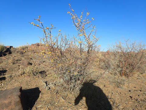 Image de Vachellia nebrownii (Burtt Davy) Seigler & Ebinger