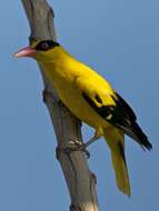 Image of Black-naped Oriole