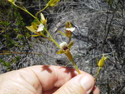 Image of Acrolophia capensis (P. J. Bergius) Fourc.