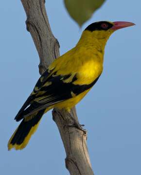 Image of Black-naped Oriole