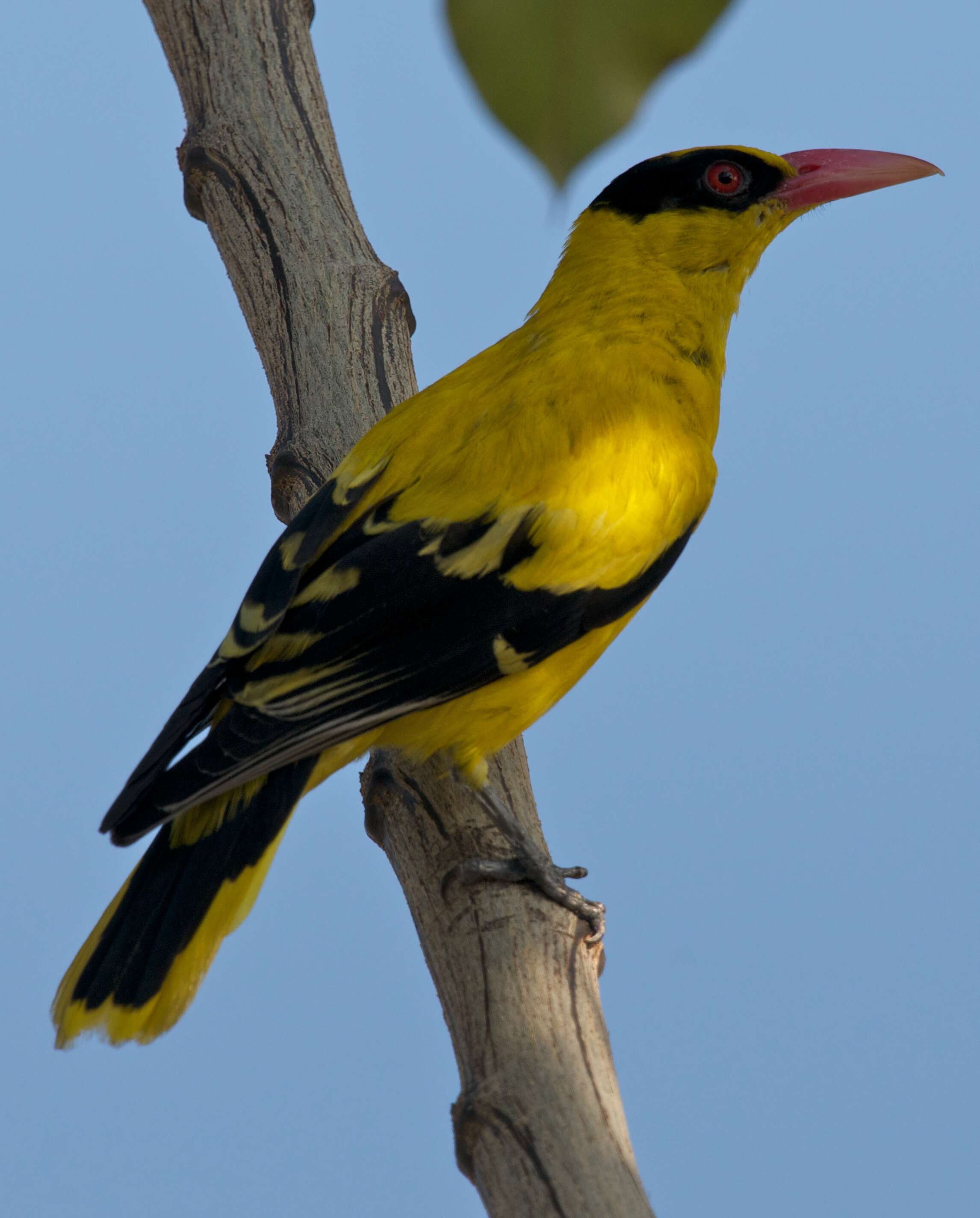 Image of Black-naped Oriole