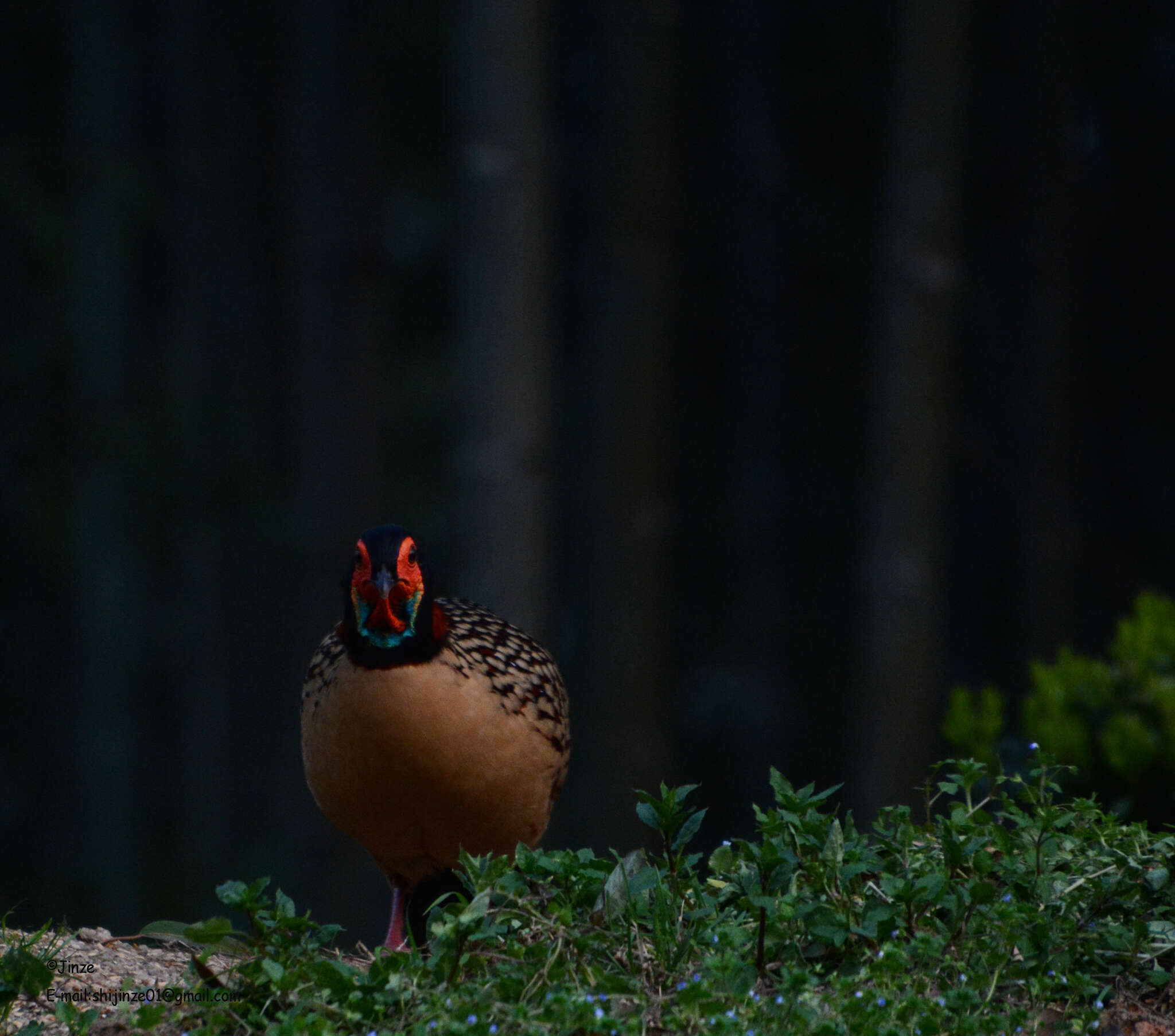 Imagem de Tragopan caboti (Gould 1857)