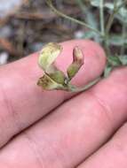 Plancia ëd Astragalus aequalis Clokey