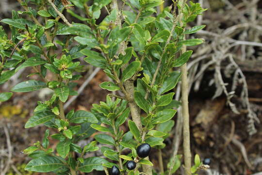 صورة Cestrum buxifolium Kunth