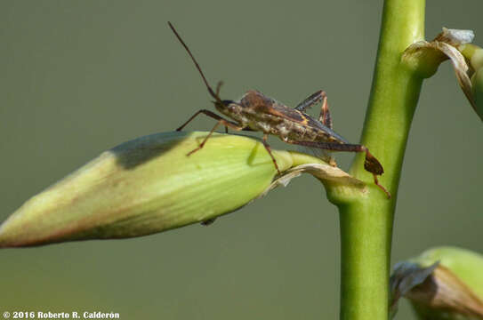 Image of western leaf-footed bug