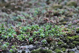 صورة Sedum oreganum Nutt. ex Torr. & Gray