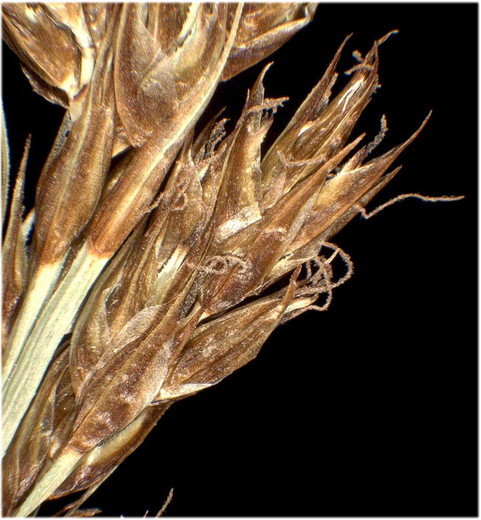 Image of fibrous tussock-sedge