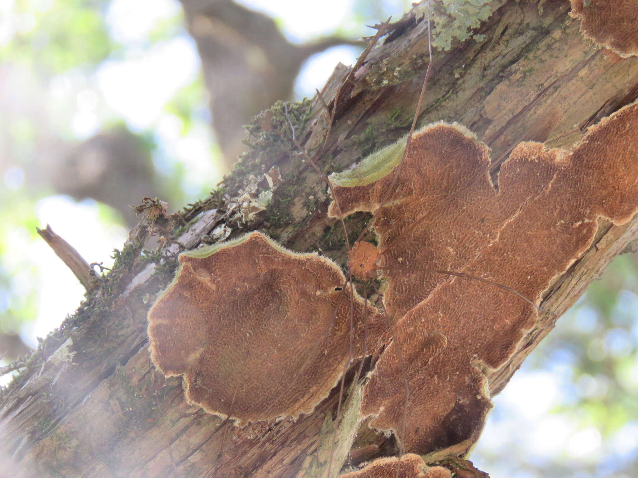 Sivun Trametes villosa (Sw.) Kreisel 1971 kuva