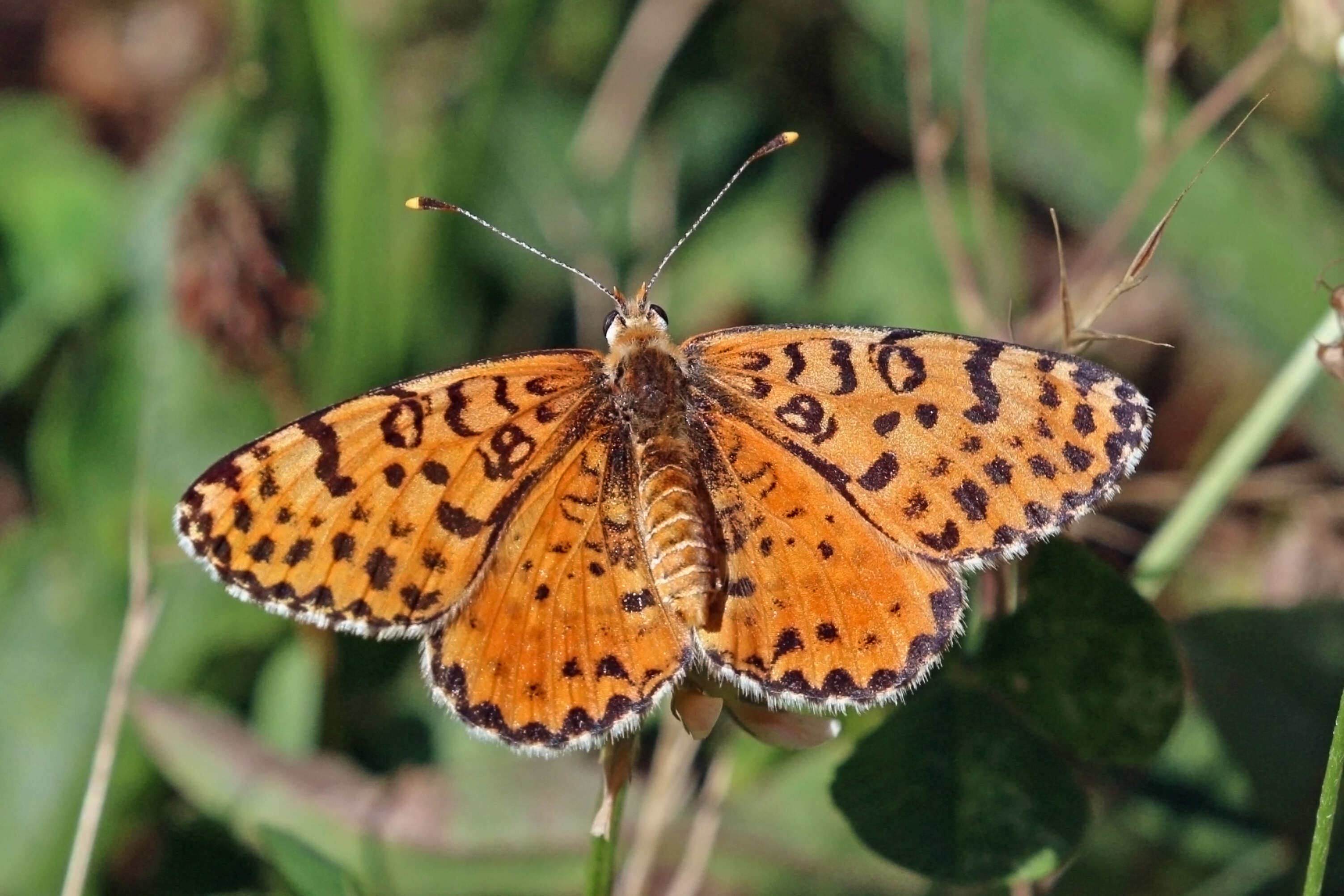 Image of Red-Band Fritillary