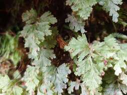 Plancia ëd Hymenophyllum rufescens Kirk