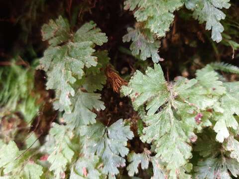 Image of Hymenophyllum rufescens Kirk