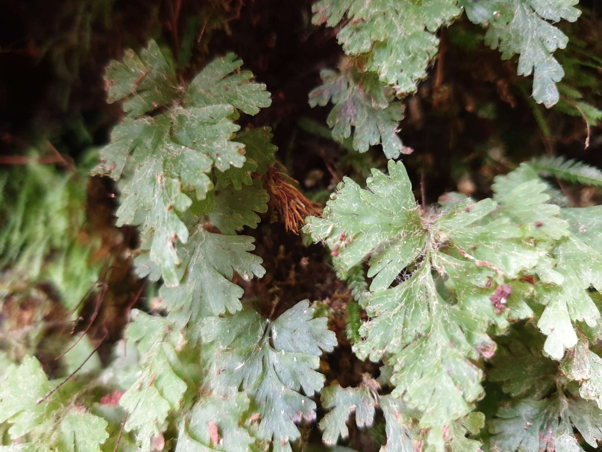 Plancia ëd Hymenophyllum rufescens Kirk