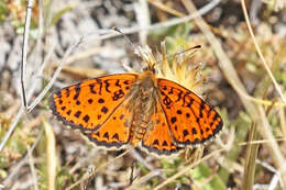 Image de mélitée orangée