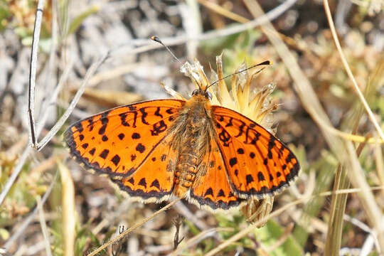 Image of Red-Band Fritillary