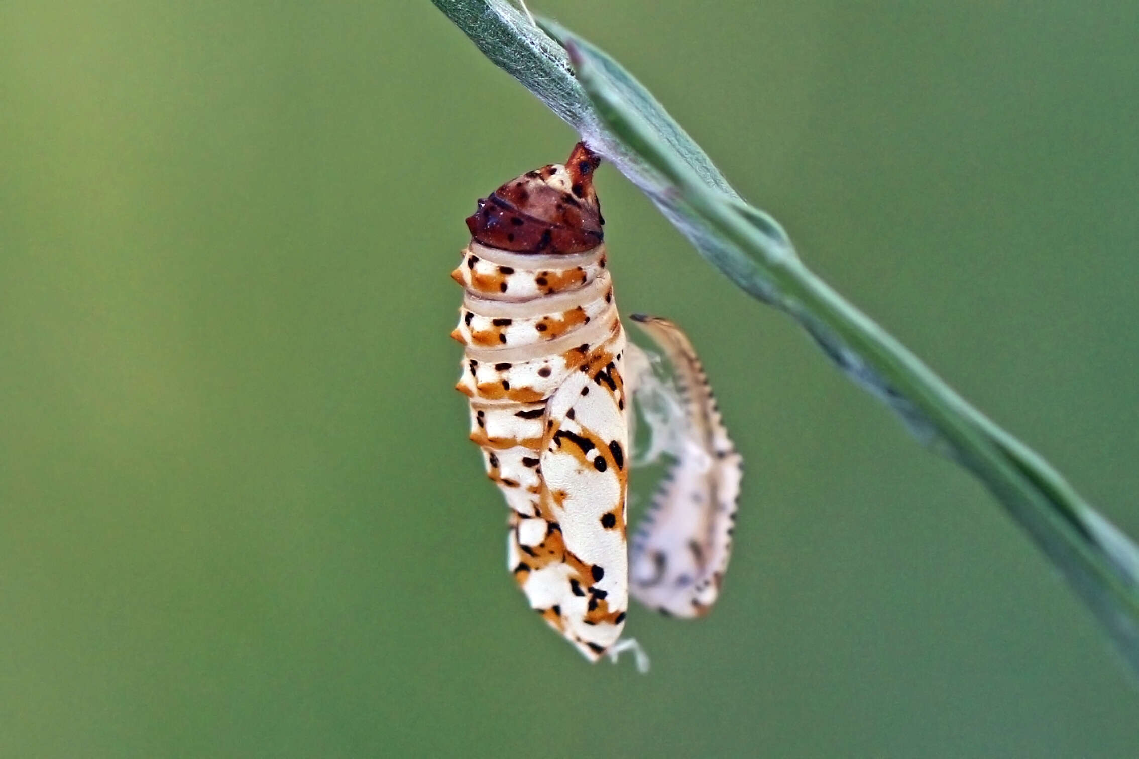 Image of Red-Band Fritillary