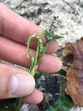 Imagem de Paspalum langei (E. Fourn.) Nash