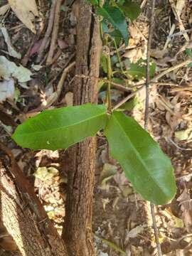 Image of Wilkiea macrophylla (Tul.) A. DC.