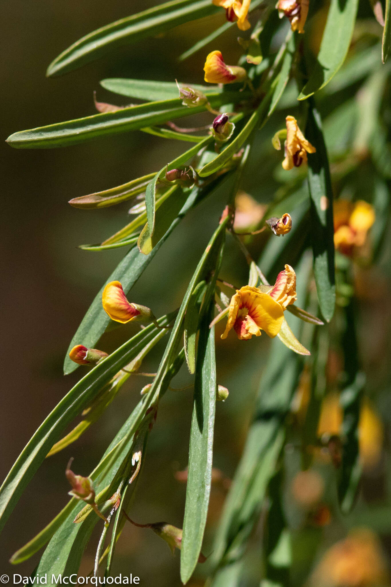 Bossiaea linophylla R. Br. resmi