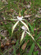 Image of Caladenia nobilis Hopper & A. P. Br.