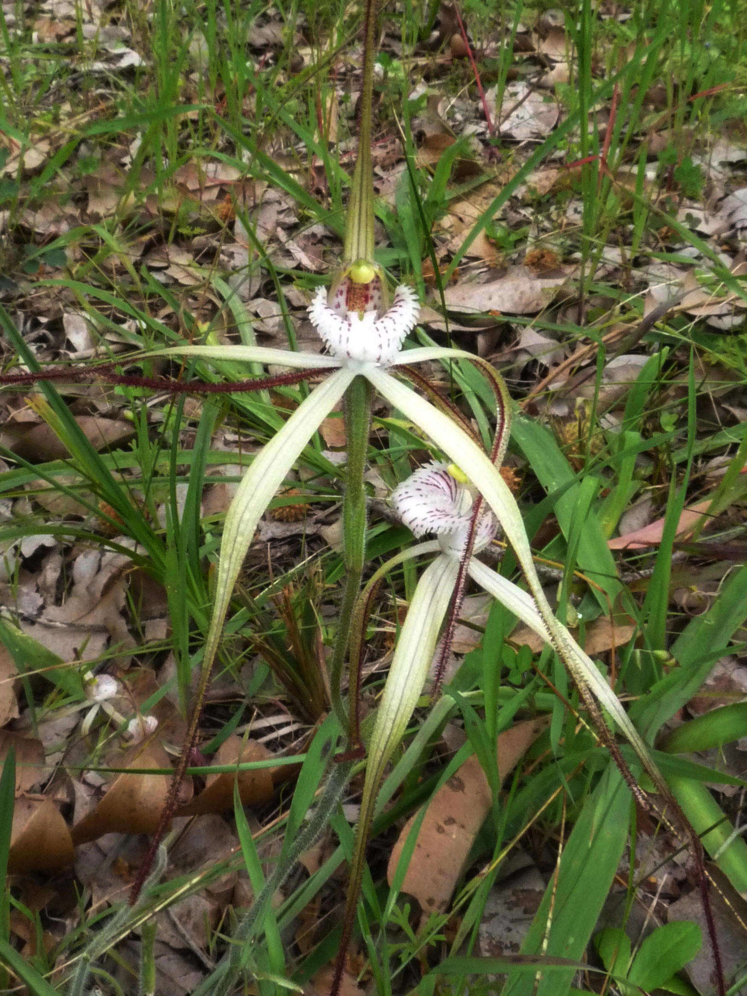 Image of Caladenia nobilis Hopper & A. P. Br.